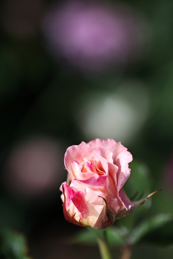 Romance Of The Rose Bud by Joy Watson